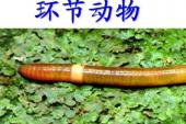 用“环节动物”造句